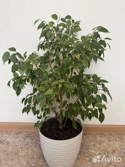 Фикус бенджамина