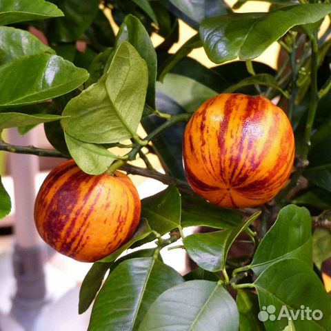 Домашние лимоны самых лучших сортов в Волгограде