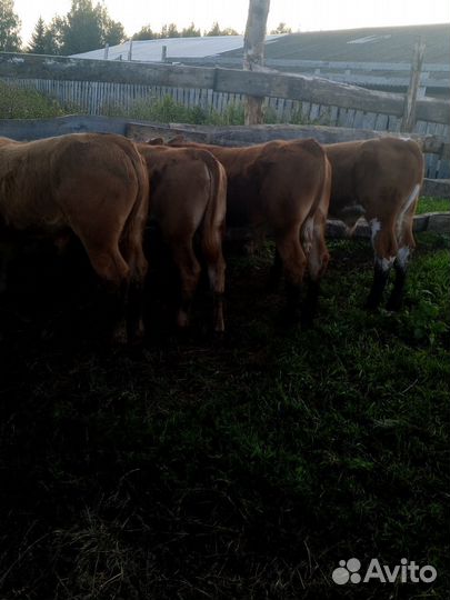 Телята мясной породы бычки
