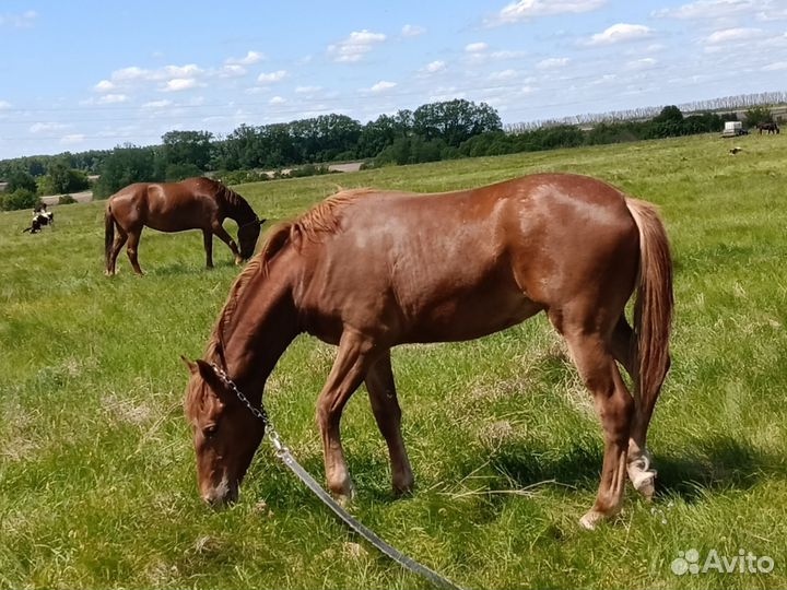 Лошадь Орловская рысачка полукровка