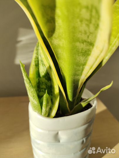 Сансевиерия Футура суперба