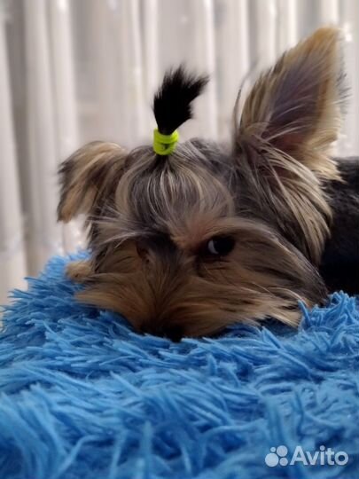 Йоркширский терьер