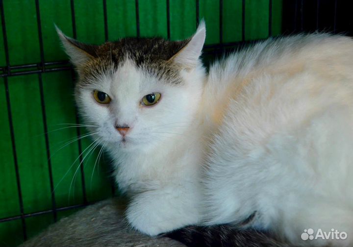 Кошка сиротка Букля два года не выходит из клетки