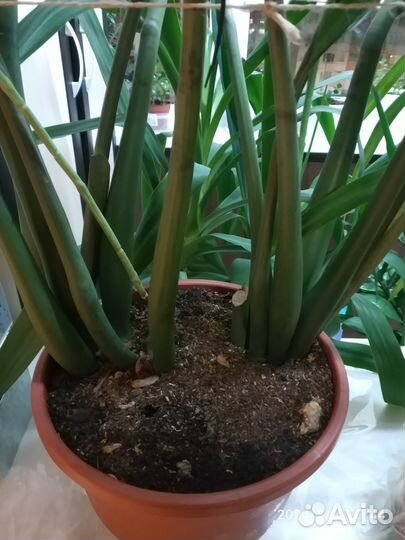 Замиокулькас