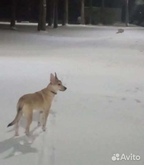 Собака в добрые руки отдам бесплатно