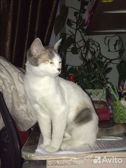 Кошечке очень нужны любящие ручки и дом