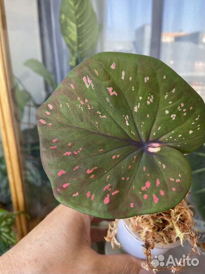 Каладиумы Тайланд