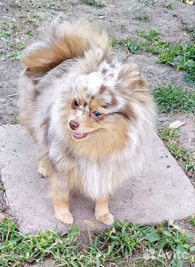 Взрослая девочка шпица