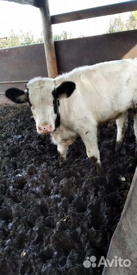 Телята домашние