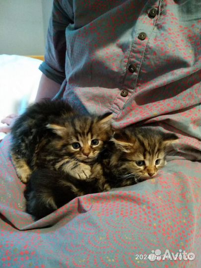 Дикие котята ищут дом