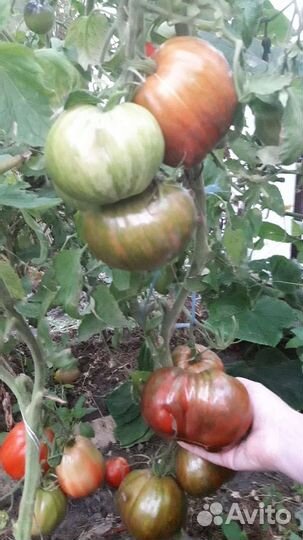 Семена из частной коллекции томатов, рассада