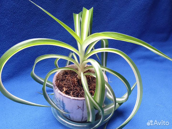 Хлорофитум