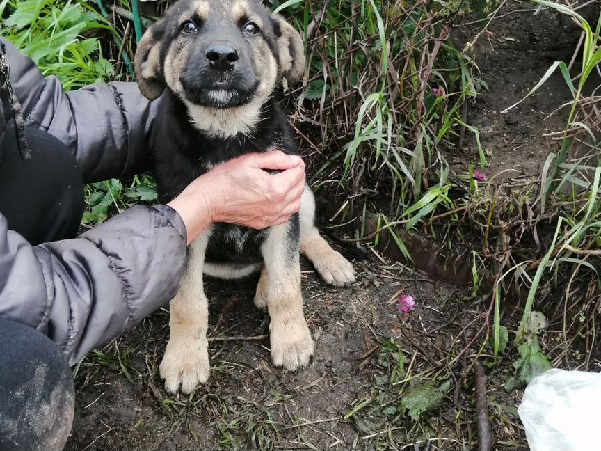 Щенок мальчик, 3 месяца, крупные родители