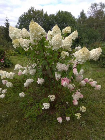 Участок 29 сот. (ИЖС)