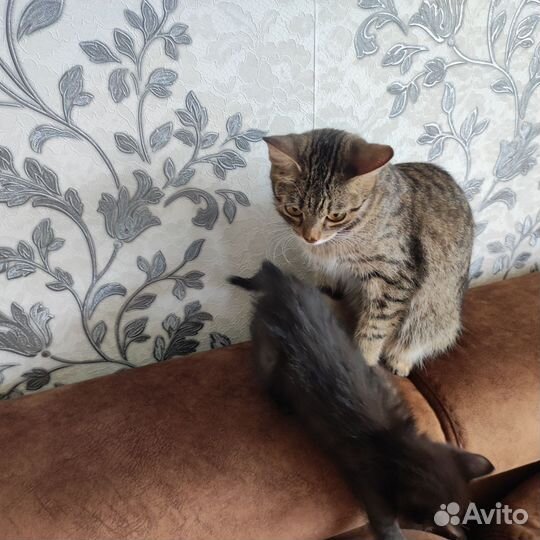 Котята бесплатно