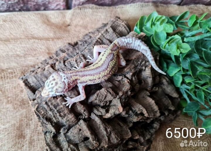 Эублефары. Цена на фото