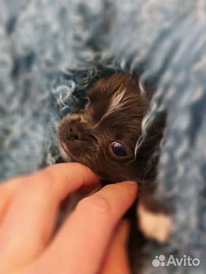 Чихуахуа.Мини мини мальчик