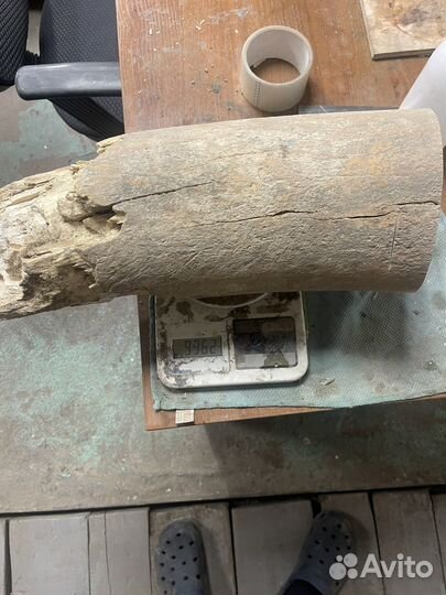 Бивень мамонта