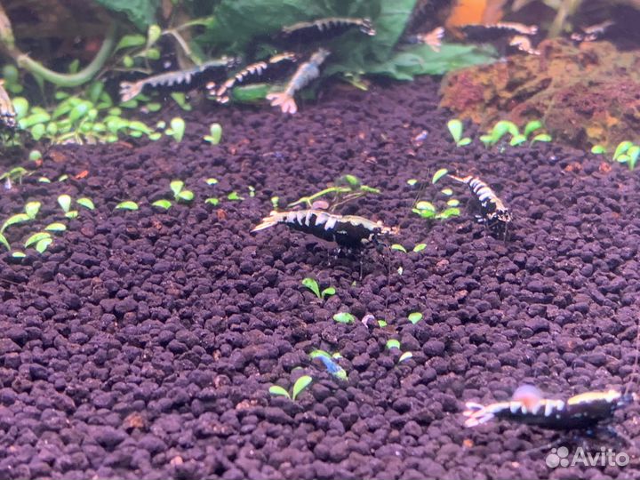 Креветки Fishbone black(Caridina)