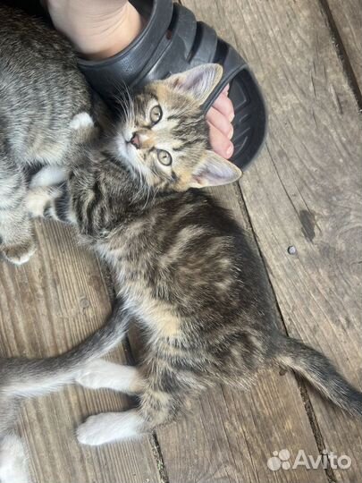 Котята бесплатно