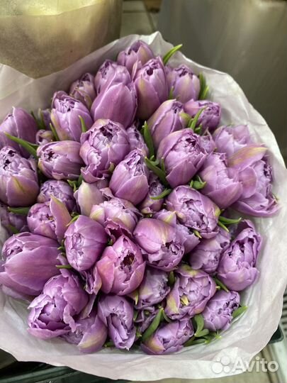 Цветы тюльпаны