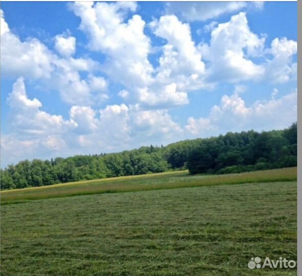 Сено посевное урожай 2023 г в тюках и рулонах