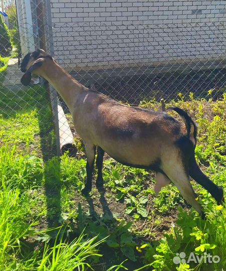 Англо нубийские козы