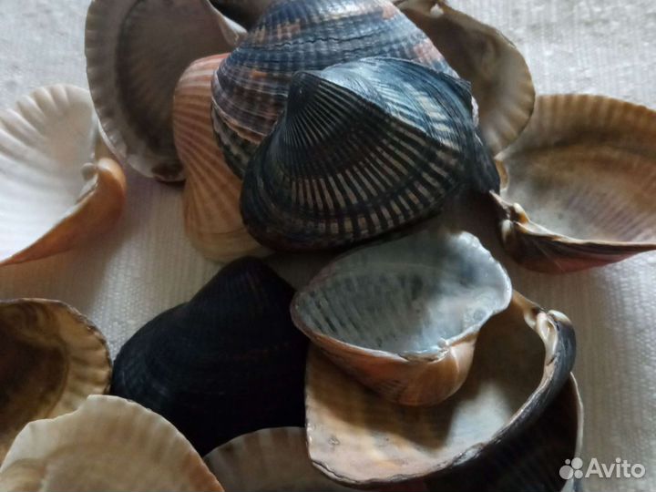 Морские ракушки