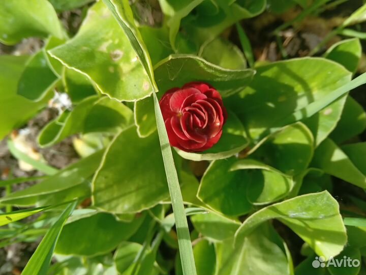 Примула ушковая махровая