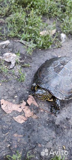 Черепаха