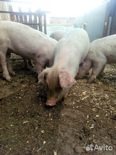 Поросята