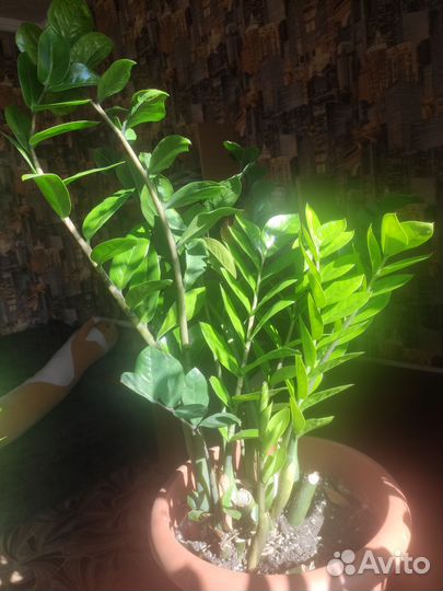 Замиокулькас