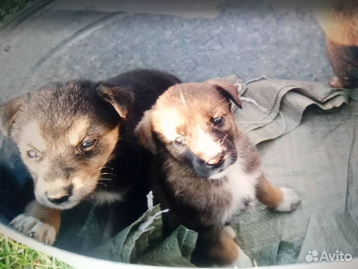 Собака в добрые руки отдам бесплатно