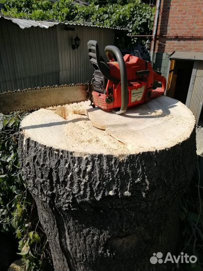 Торцевые Спилы Айланта сухие. калибровка спилов