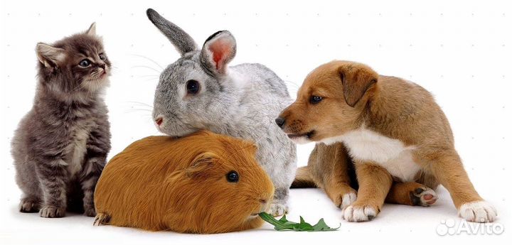 Передержка животных, а также выгул собак Заволга