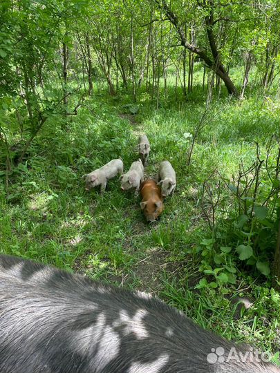 Поросята породы дюрок и крупная белая