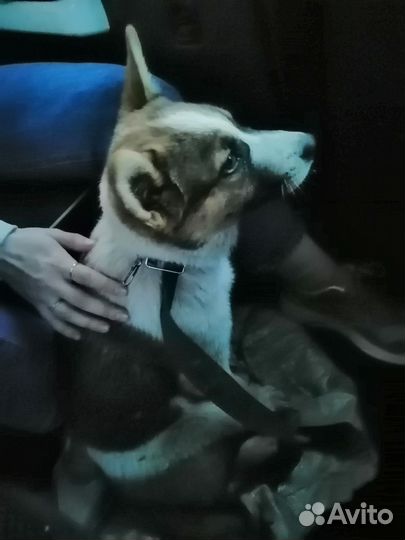 Собака ищет дом