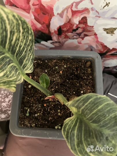 Комнатные цветы. Карисса, филодендрон Биркин