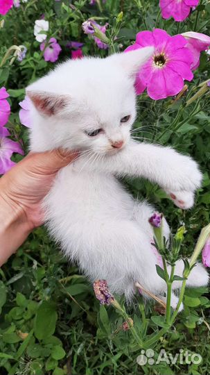 Котята
