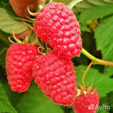 Малина красная ремонтантная в наличии есть