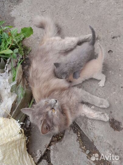 Котята в добрые руки