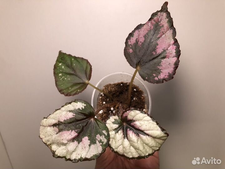 Бегония Декоративно-лиственные