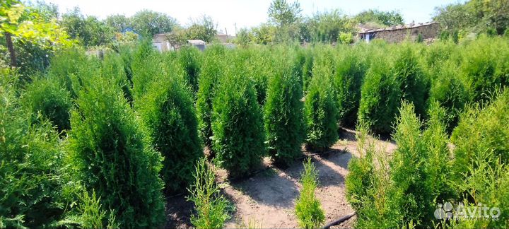 Туя колоновидная, ель голубая, сосна крымская