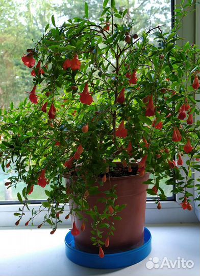 Гранат комнатный