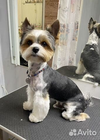 Стрижка собак и кошек