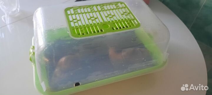 Улитки Ахатины большие