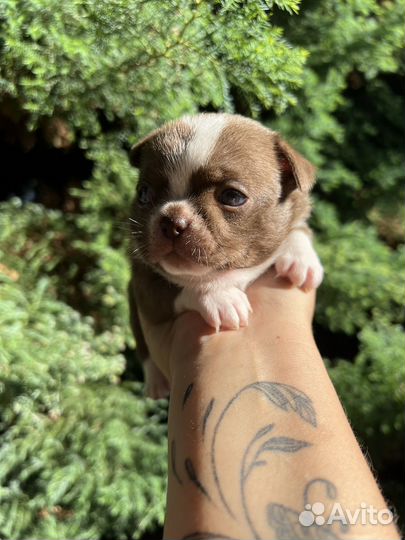 Щенки чихуахуа мальчик