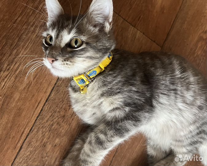 Котенок 4 месяца