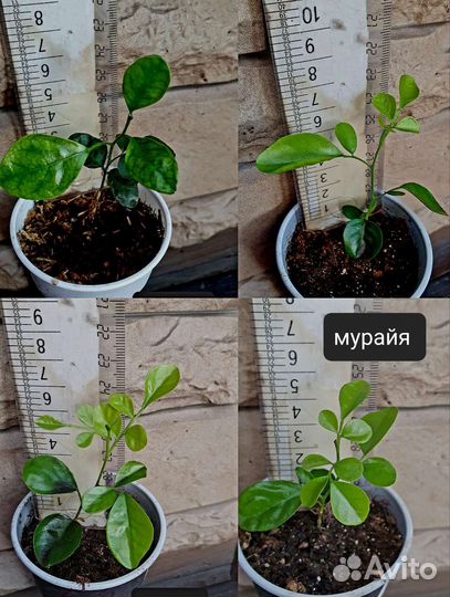 Плодовые на подоконнике