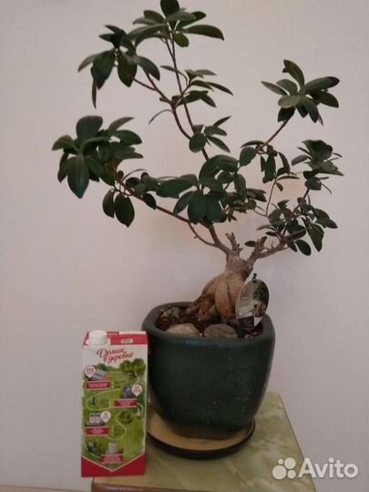 Фикус Гинсенг бонсай (Ficus Ginseng)